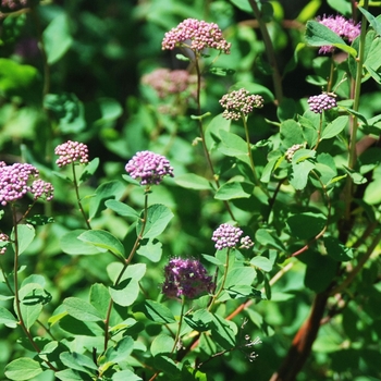 Spiraea densiflora