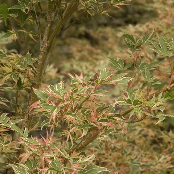 Acer palmatum 'Roseo Marginatum' 