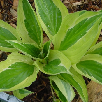 Hosta 'Yellow Polka Dot Bikini' 