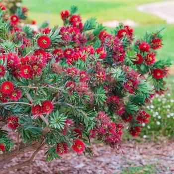 Callistemon 'Little John' 