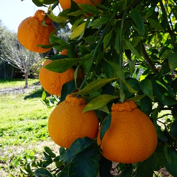 Citrus reticulata 'Shiranui' 