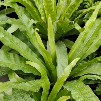 Asplenium nidus