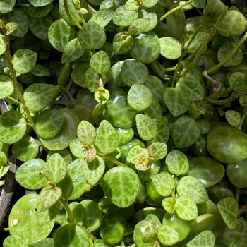 Peperomia prostrata