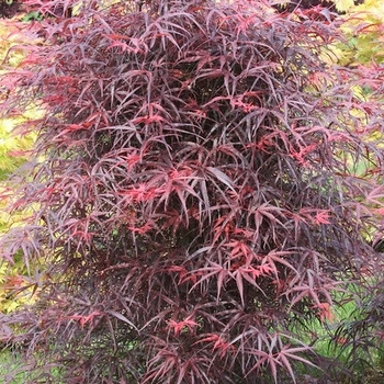 Acer palmatum f. linearilobum 'Hubb's Red Willow' 