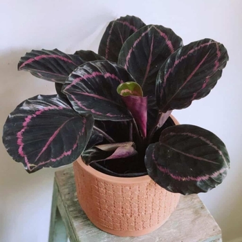 Calathea 'Dottie' 