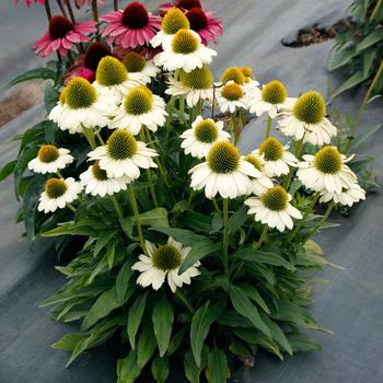 Echinacea Princess™ 'Bride' (271035)