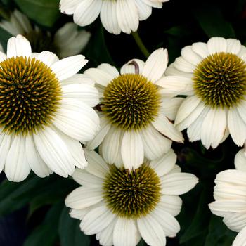 Echinacea 'Bride' 