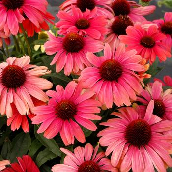 Echinacea purpurea