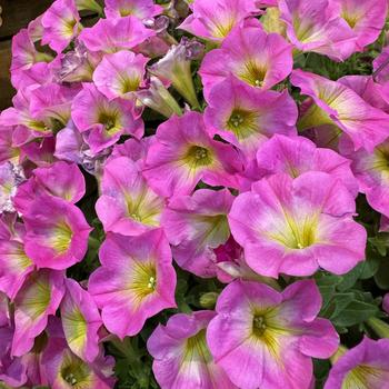 Petunia 'Pink Morn' 