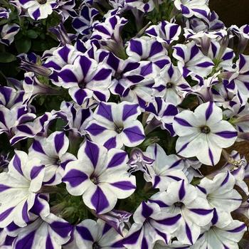 Petunia 'Blue Diamond™' 