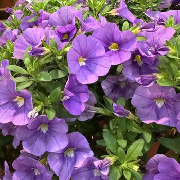 Calibrachoa 