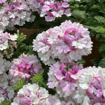 Verbena x hortensis