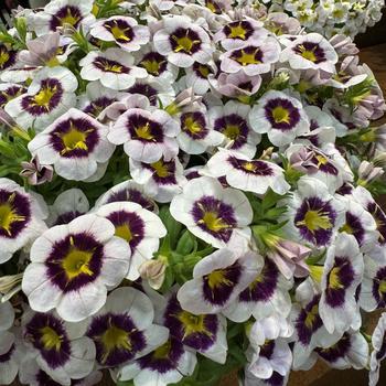 Calibrachoa 'Crystal' 