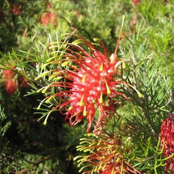 Grevillea thelemanniana