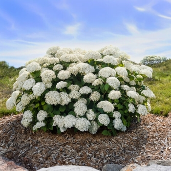 Hydrangea arborescens 'FlowerFull™' 