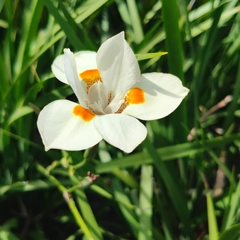 Dietes 'Nola Alba' PP21460