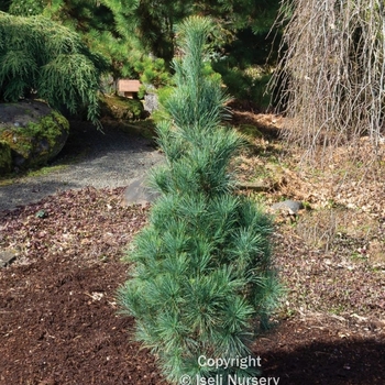 Pinus strobus 'Stowe Pillar' 