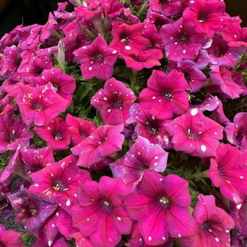 Petunia 'Sparkle Magenta' 