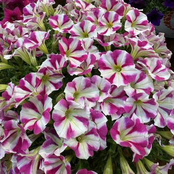 Petunia 'Windmill Purple' 