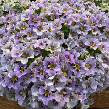 Calibrachoa 