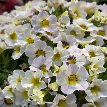 Calibrachoa 'Iced Blueberry' 