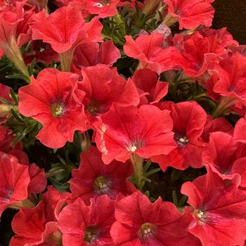 Petunia 'Red' 