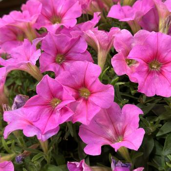 Petunia 'Spun Sugar' 