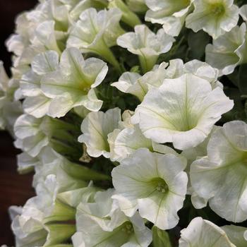 Petunia Durabloom® '' (271127)