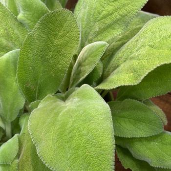 Stachys byzantina 'Key Lime' 