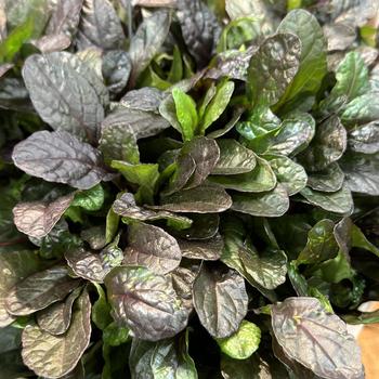 Ajuga reptans 'Midnight Mystery™' (271131)