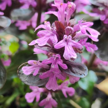 Ajuga reptans 'Midnight Mystery™' (271133)