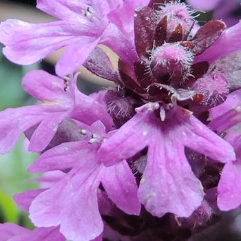 Ajuga reptans 'Midnight Mystery™' (271137)