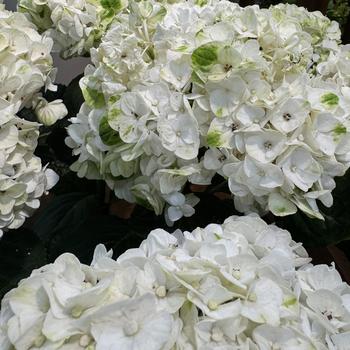 Hydrangea macrophylla Magical® 'Verdigris' (271138)