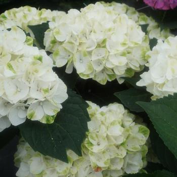 Hydrangea macrophylla Magical® 'Verdigris' (271139)