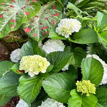 Hydrangea macrophylla 'Hokomaverde' PPAF