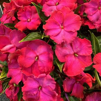 Impatiens hawkeri 'Roller Coaster Hot Magenta' 