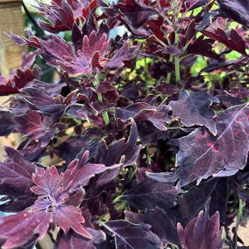 Coleus 'Dallas' 