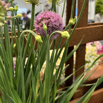 Allium 'Cobalt Millenium' 