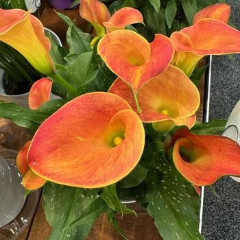 Zantedeschia 'Kapiteyn' 