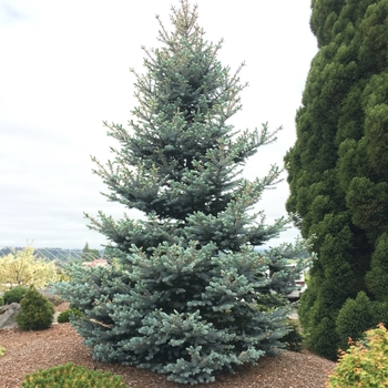 Picea pungens 'Bonny Blue' 