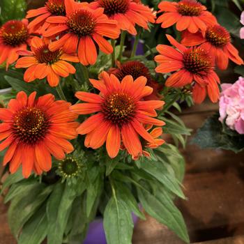 Echinacea purpurea 'Vintage Electric Orange' 