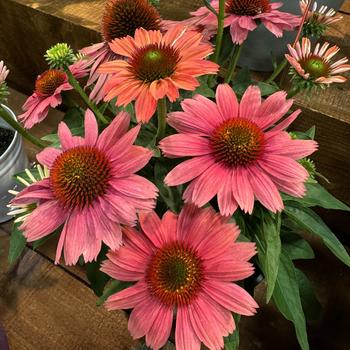 Echinacea purpurea 'Vintage Electric Watermelon' 