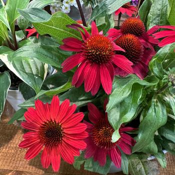 Echinacea purpurea 'Vintage Electric Hot Pink' 