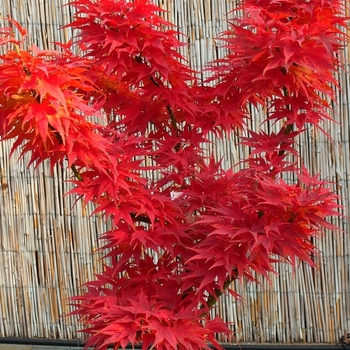 Acer palmatum 'Mikawa Yatsubusa' 