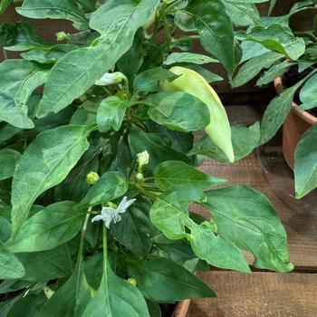 Capsicum 'Sweet Caroline Red' 