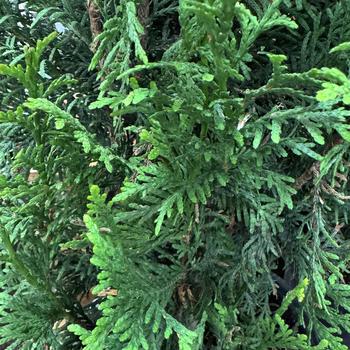 Thuja plicata x standishii 'INGGSP' PP35388