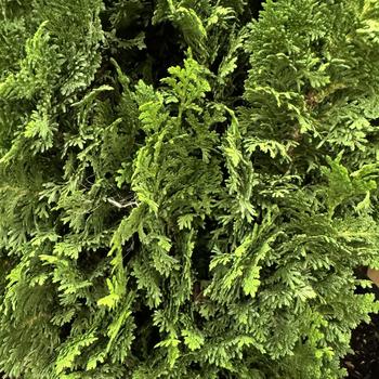 Thuja occidentalis 'Kelsoki Spire' 