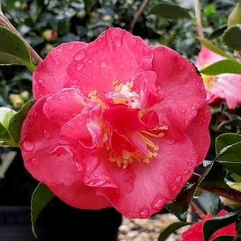 Camellia sasanqua 'Mine-No-Yuki' 