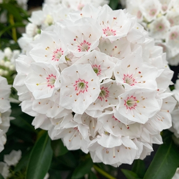 Kalmia latifolia 'Elf' 