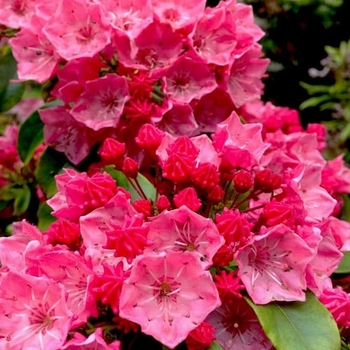 Kalmia latifolia 'Raspberry Glow' 